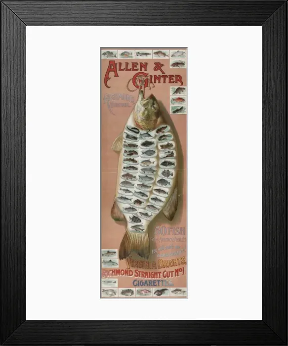 Framed Print : Allen & Ginter, Richmond, Virginia. 50 fish from American wa Framed Print : Allen & Ginter, Richmond, Virginia. 50 fish from American wa