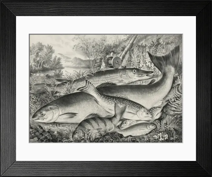 Framed Print : American game fish Framed Print : American game fish