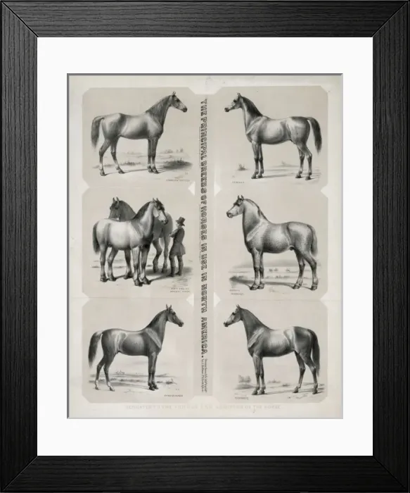 Framed Print : The Principal breeds of horses in use in North America Dedic Framed Print : The Principal breeds of horses in use in North America Dedic