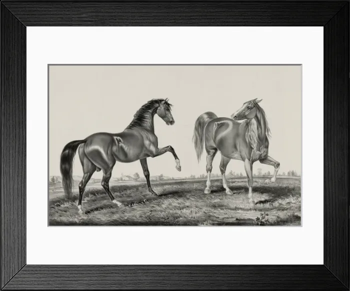 Framed Print : American trotting stud: Ethan Allen, Pocahontas Framed Print : American trotting stud: Ethan Allen, Pocahontas