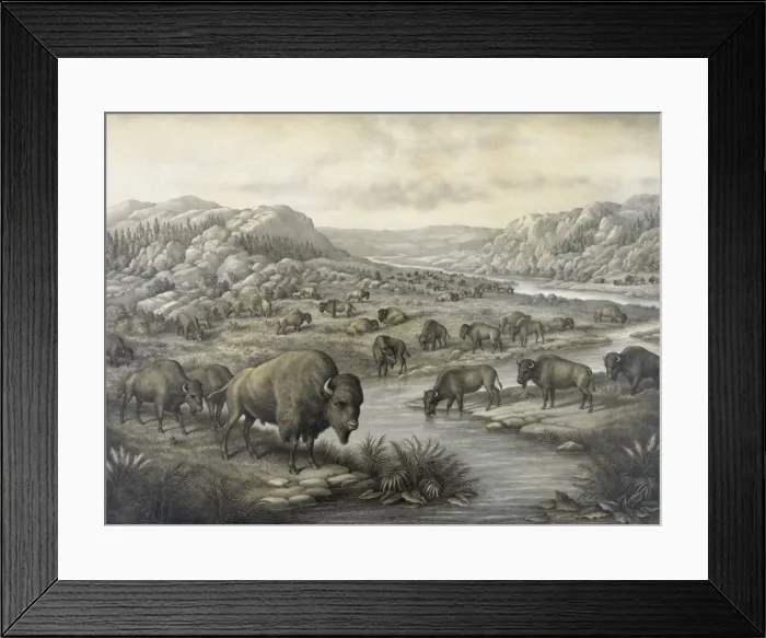 Framed Print : Buffaloes at rest Framed Print : Buffaloes at rest