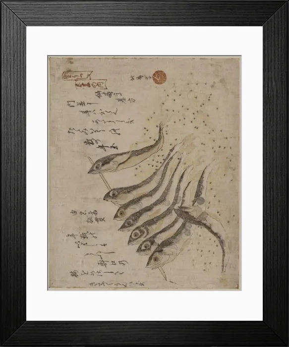 Framed Print : Sardines. Print shows sardines on a short rod. Date between 1810 and 1818 Framed Print : Sardines. Print shows sardines on a short rod. Date between 1810 and 1818