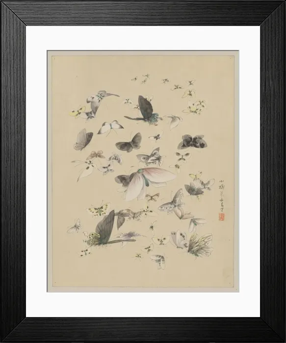 Framed Print : Butterflies and moths Framed Print : Butterflies and moths