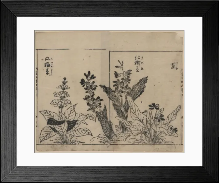 Framed Print : Violets, arrow arum(?), and primrose Framed Print : Violets, arrow arum(?), and primrose