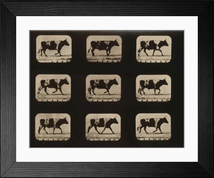 Framed Print : Ox, trotting Framed Print : Ox, trotting