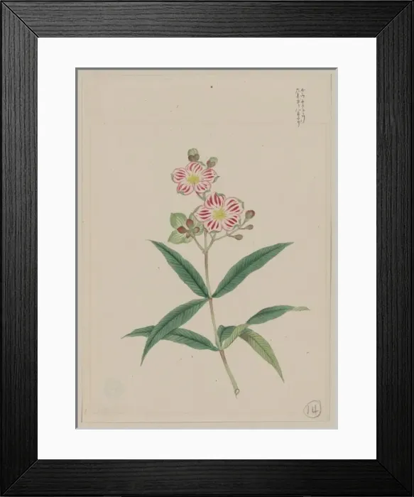 Framed Print : Five petal red-on-white blossoms on stem above two three-lea Framed Print : Five petal red-on-white blossoms on stem above two three-lea