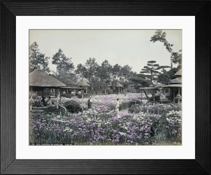 Framed Print : Iris garden in Horikiri, Tokio Framed Print : Iris garden in Horikiri, Tokio