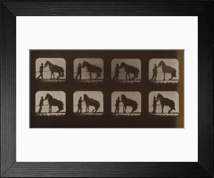 Framed Print : Horses. Backing Framed Print : Horses. Backing