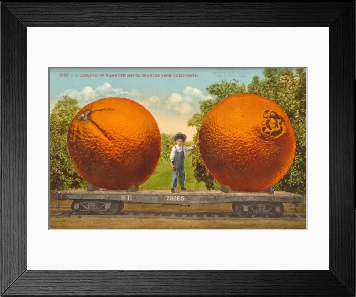 Framed Print : A carload of mammoth navel oranges from California Framed Print : A carload of mammoth navel oranges from California
