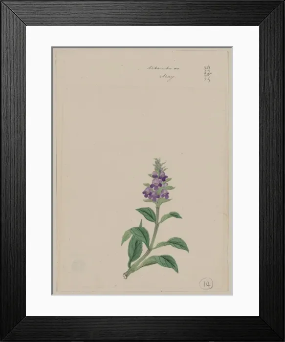 Framed Print : Utsubo so - May Framed Print : Utsubo so - May
