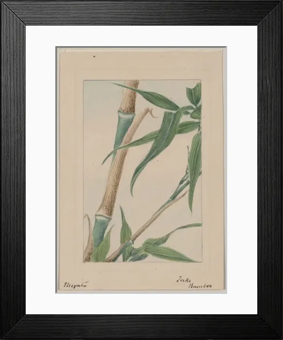 Framed Print : Take bamboo Framed Print : Take bamboo