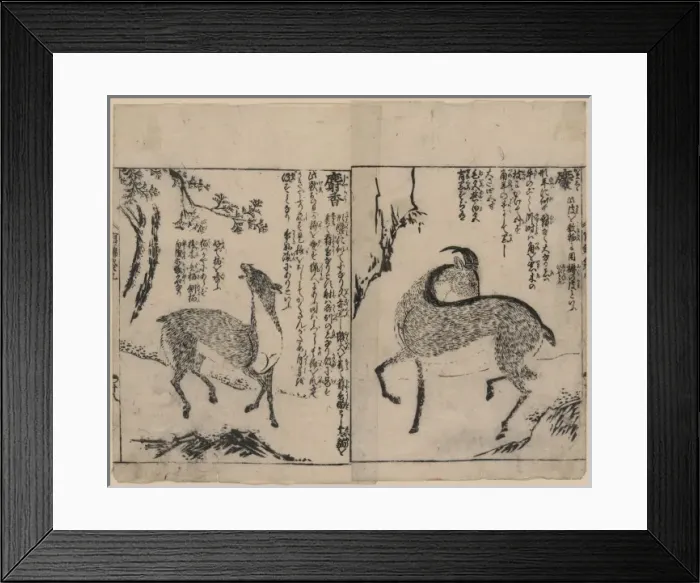 Framed Print : Male and female musk deer Framed Print : Male and female musk deer