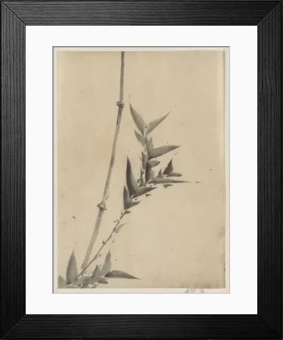 Framed Print : Bamboo shoots Framed Print : Bamboo shoots