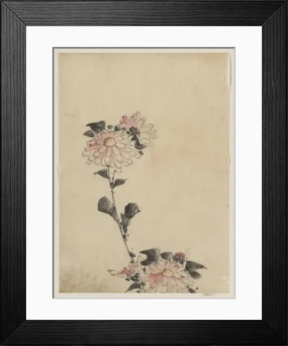 Framed Print : Pink flower blossoms on low stalk and two on a tall stalk Framed Print : Pink flower blossoms on low stalk and two on a tall stalk