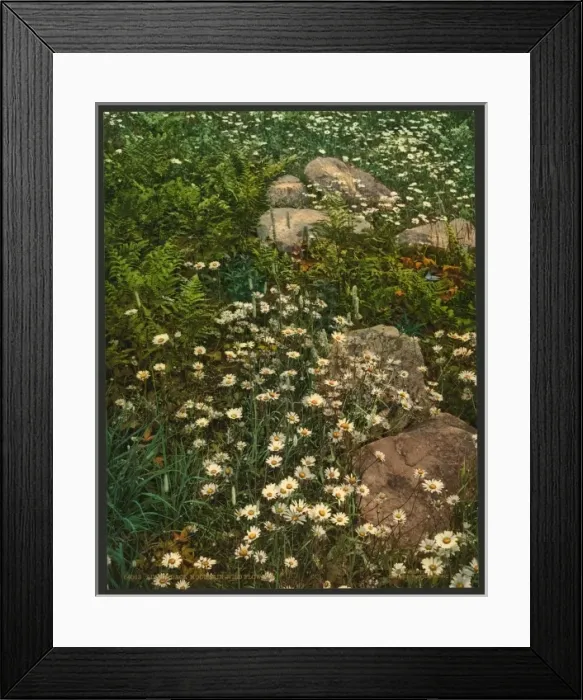 Framed Print : Adirondack mountain wild flowers Framed Print : Adirondack mountain wild flowers