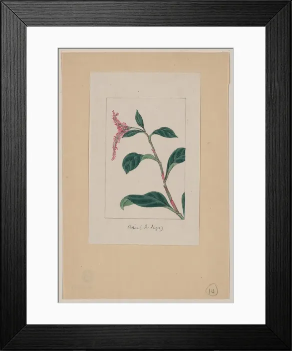Framed Print : Ai (Indigo) Framed Print : Ai (Indigo)