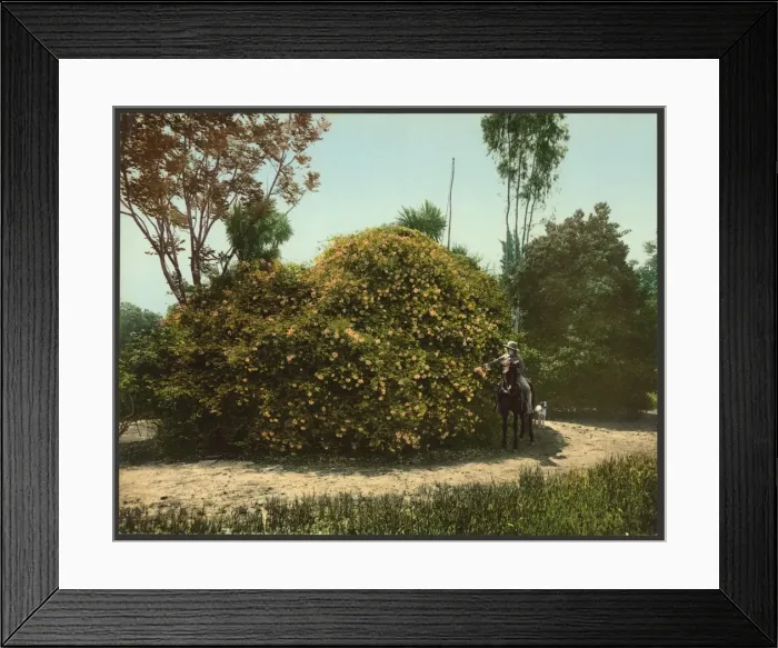 Framed Print : Gold of Ophir rose bush Framed Print : Gold of Ophir rose bush
