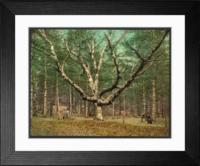 Framed Print : The Wizard tree, Cathedral Woods, Intervale, N. H Framed Print : The Wizard tree, Cathedral Woods, Intervale, N. H