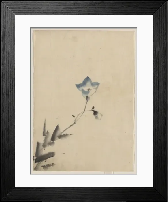 Framed Print : Blue blossom at the end of a stem Framed Print : Blue blossom at the end of a stem