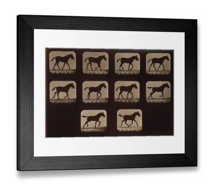 Framed Print : Horses. Trotting Framed Print : Horses. Trotting
