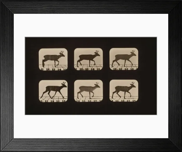 Framed Print : Deer, trotting 1 / 2 stride Framed Print : Deer, trotting 1 / 2 stride