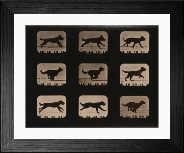 Framed Print : Dog, running Framed Print : Dog, running