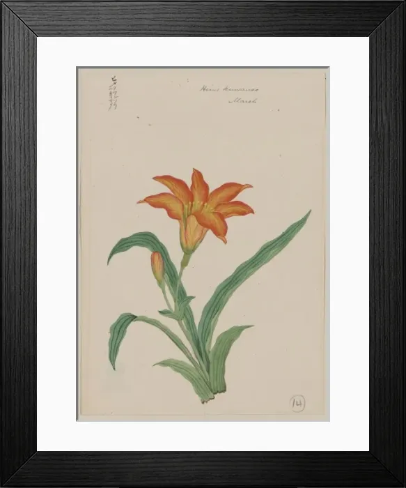 Framed Print : Hime kuwanso possibly heme kwanso - March Framed Print : Hime kuwanso possibly heme kwanso - March