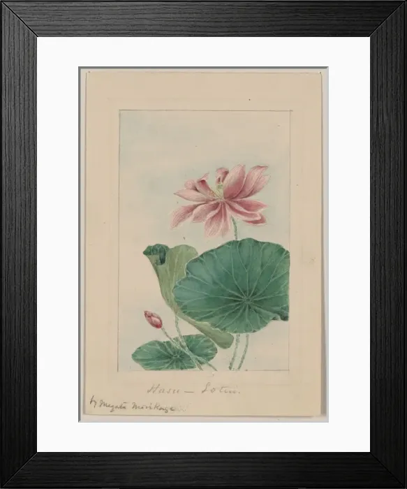 Framed Print : Hasu - lotus Framed Print : Hasu - lotus