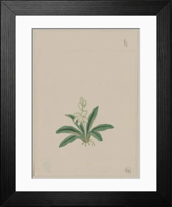 Framed Print : Small white flower, possibly a gin-ran, on stem with long gr Framed Print : Small white flower, possibly a gin-ran, on stem with long gr