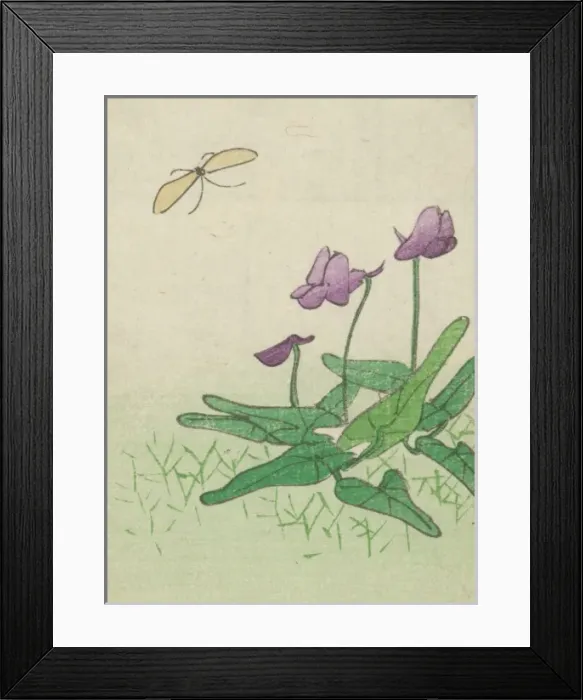 Framed Print : Plant of the water lily family Framed Print : Plant of the water lily family