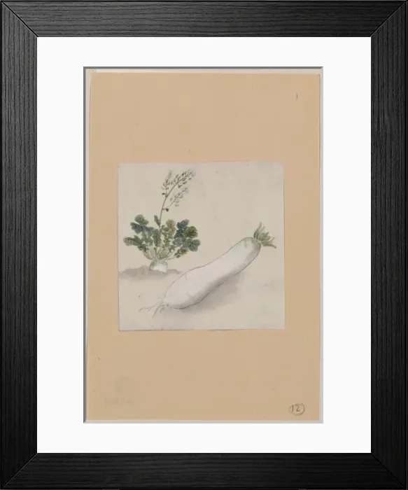 Framed Print : Daikon radish with plant growing in the background Framed Print : Daikon radish with plant growing in the background