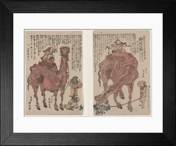 Framed Print : A pair of camels Framed Print : A pair of camels