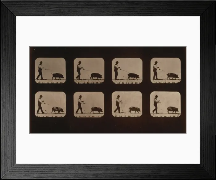 Framed Print : Boar, walking Framed Print : Boar, walking