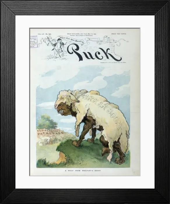 Framed Print : A wolf from Wolferts Roost Framed Print : A wolf from Wolferts Roost