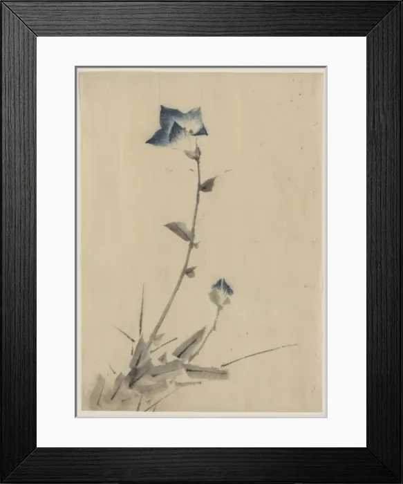 Framed Print : Blue flower blossom and bud at the end of a stalk Framed Print : Blue flower blossom and bud at the end of a stalk