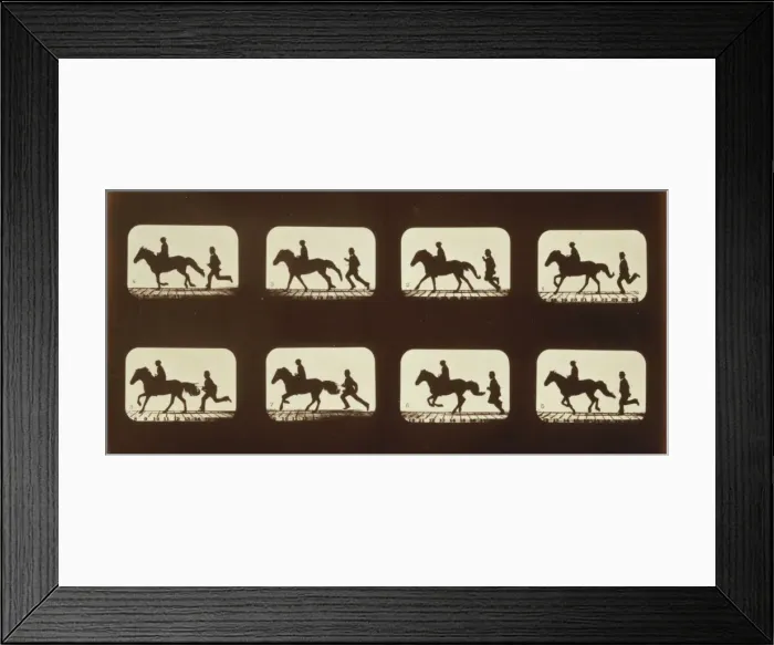 Framed Print : Horses. Cantering Framed Print : Horses. Cantering