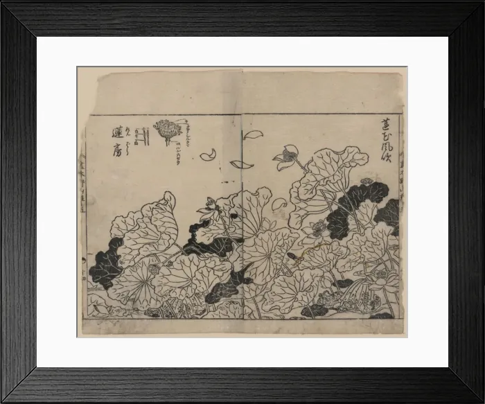 Framed Print : Lotus in the wind, with detail of lotus pod Framed Print : Lotus in the wind, with detail of lotus pod