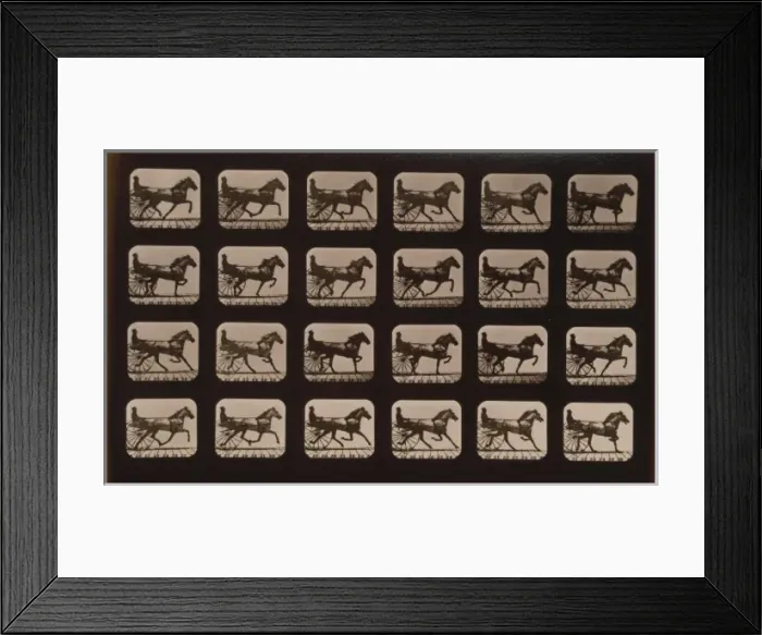 Framed Print : Horses. Trotting