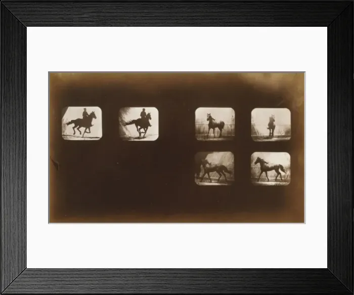 Framed Print : Horses. Running - Horses. Cantering Framed Print : Horses. Running - Horses. Cantering