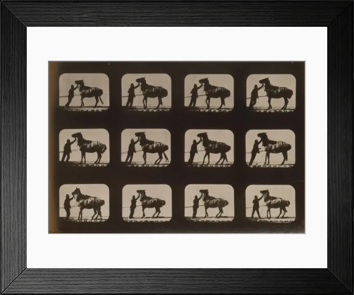 Framed Print : Horses. Backing Framed Print : Horses. Backing