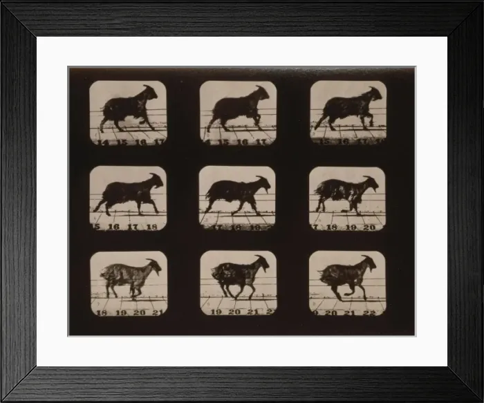 Framed Print : Goat, running Framed Print : Goat, running