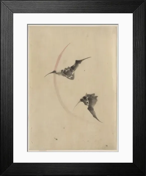 Framed Print : Two bats flying Framed Print : Two bats flying