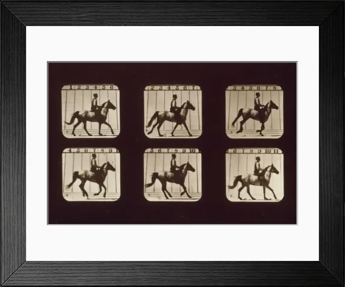Framed Print : Horses. Cantering Framed Print : Horses. Cantering