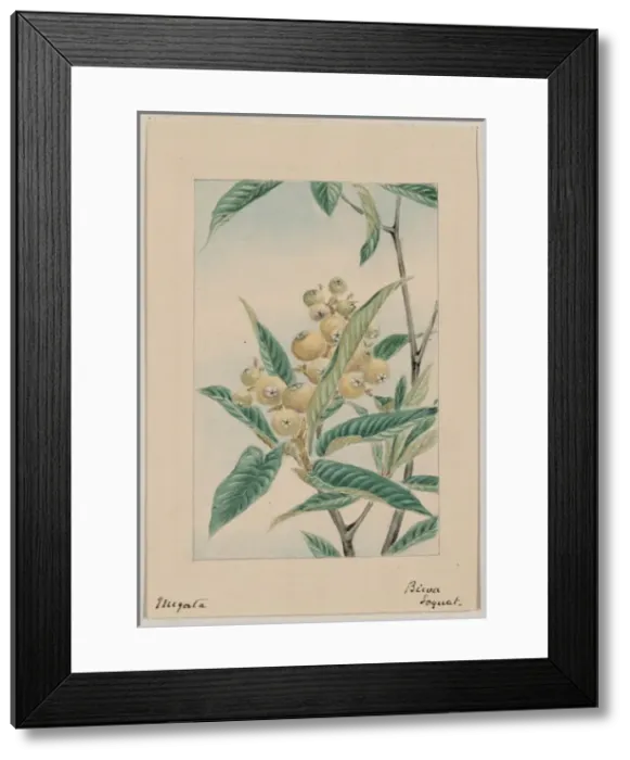 Framed Print : Biwa loquat Framed Print : Biwa loquat