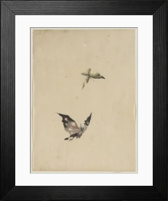 Framed Print : Butterfly and moth Framed Print : Butterfly and moth