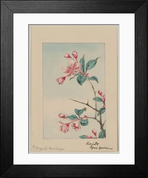 Framed Print : Kaido pyrus spectabalis i. e. spectabilis Framed Print : Kaido pyrus spectabalis i. e. spectabilis