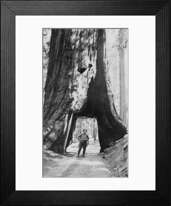 Framed Print : Bill Zorach walking under big tree, Yosemite, California Framed Print : Bill Zorach walking under big tree, Yosemite, California