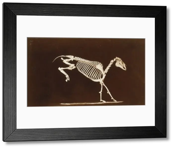 Framed Print : Skeleton of horse. Leaping. Contact with the ground Framed Print : Skeleton of horse. Leaping. Contact with the ground