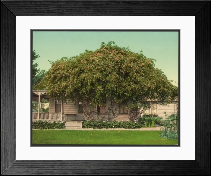 Framed Print : Gold of Ophir roses, Pasadena Framed Print : Gold of Ophir roses, Pasadena