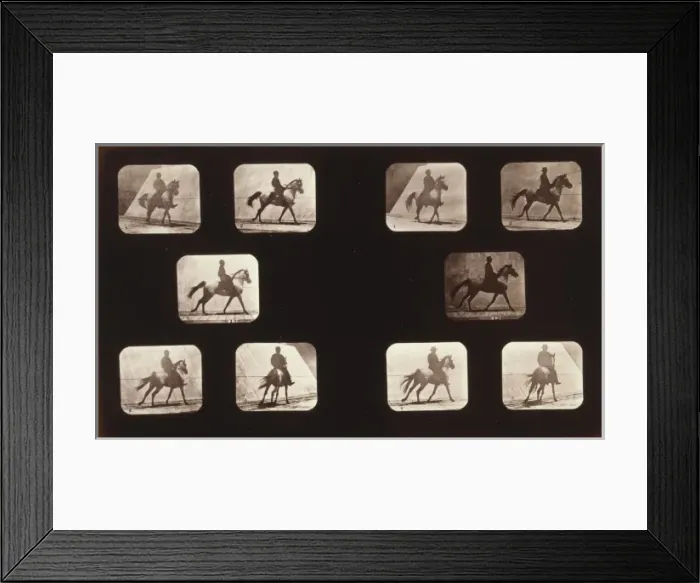 Framed Print : Horses. Cantering Framed Print : Horses. Cantering